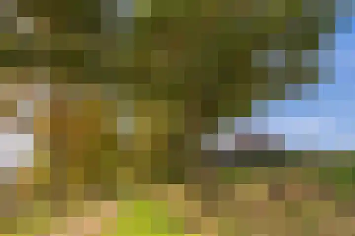 Schelling 20 Herkenbosch thumbnail 48