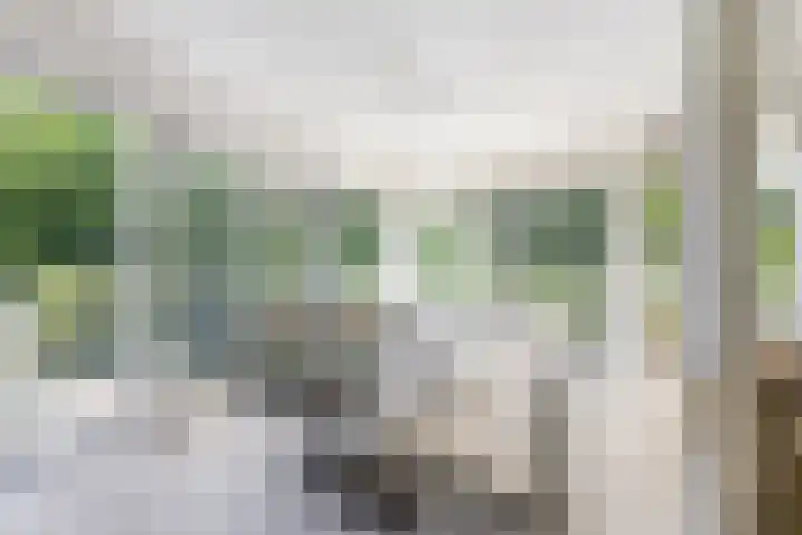 Schelling 20 Herkenbosch thumbnail 8