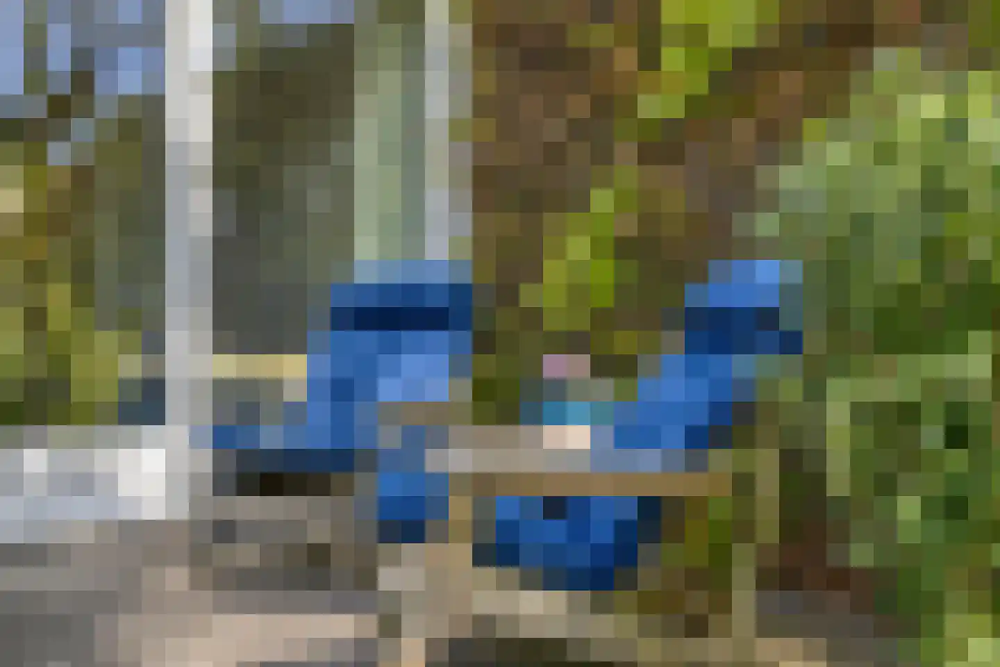 Schelling 6 Herkenbosch thumbnail 51