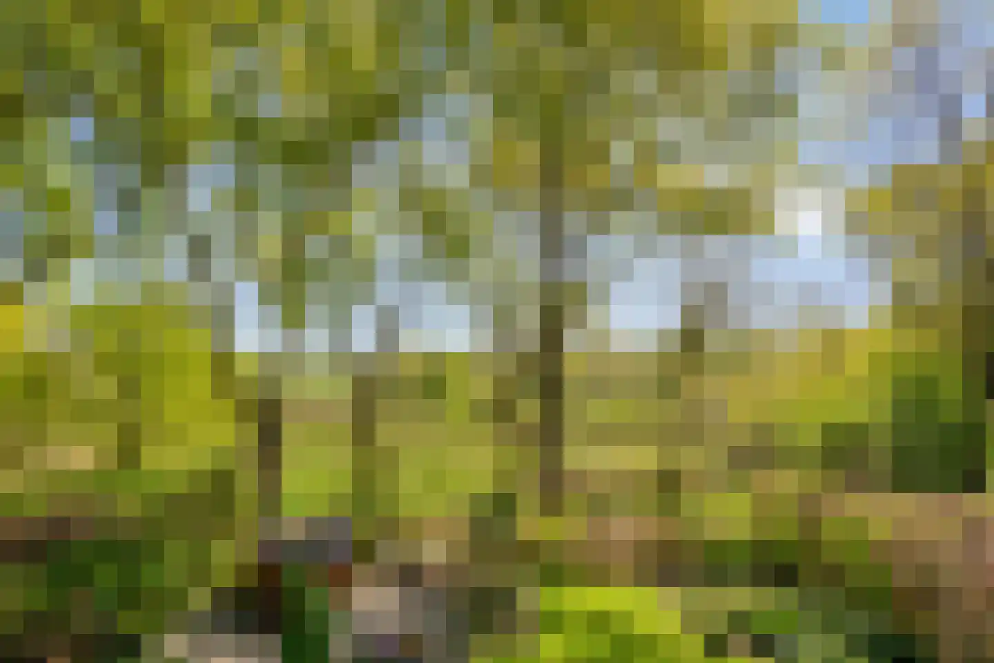 Schelling 6 Herkenbosch thumbnail 54