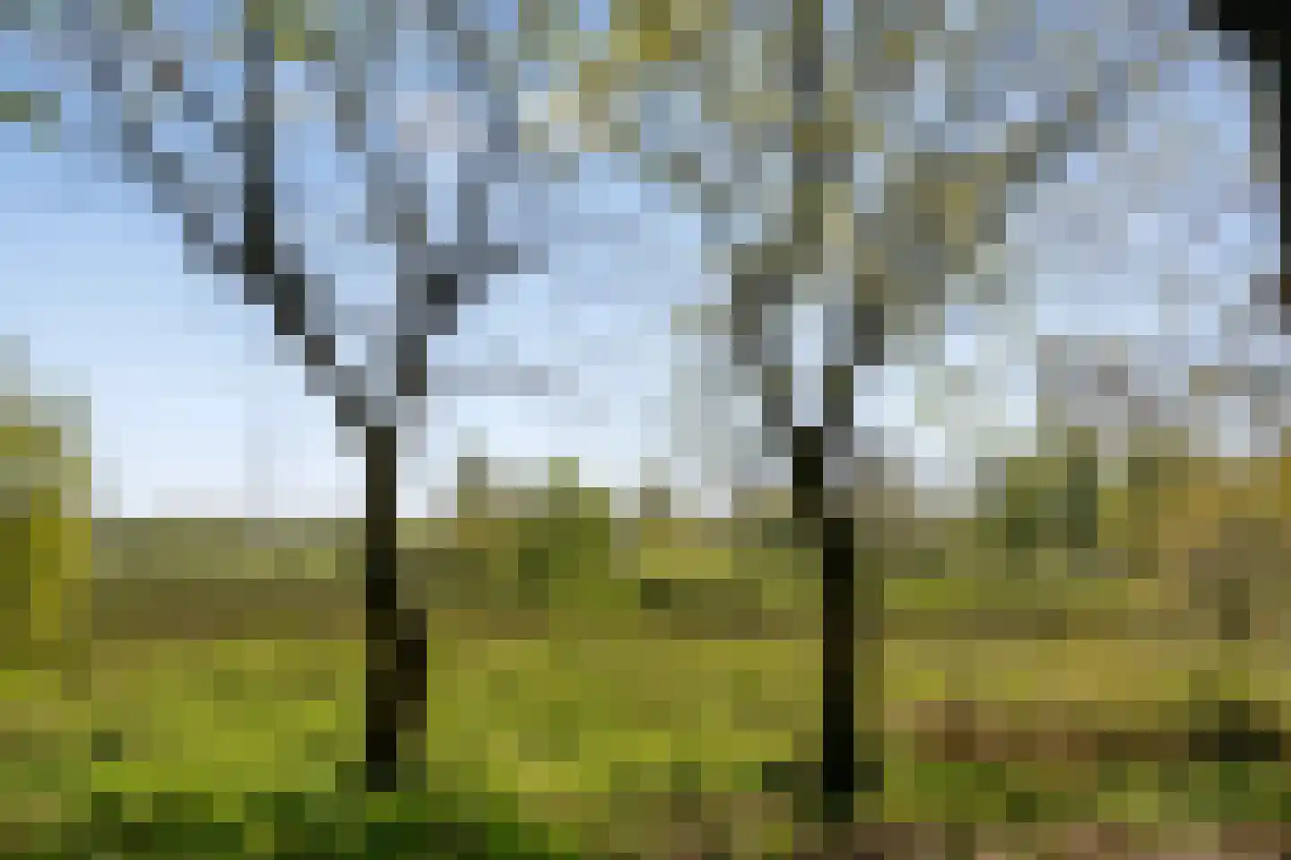 Schelling 6 Herkenbosch thumbnail 56