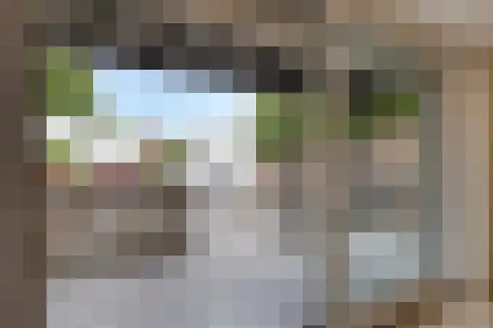Schellingwouderdijk 317 Amsterdam thumbnail 43
