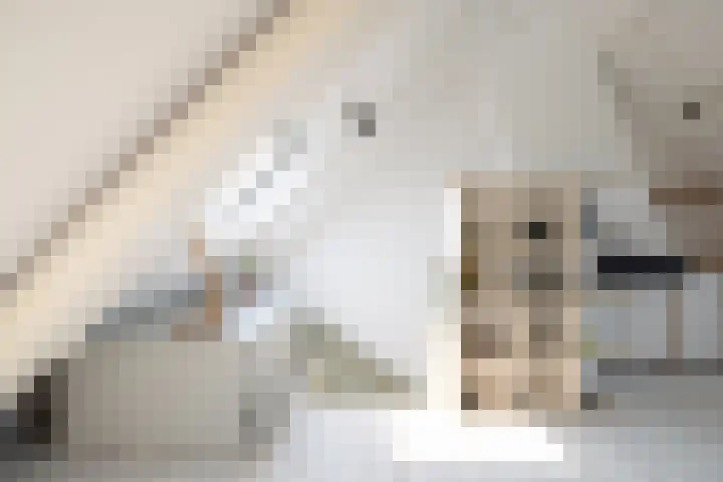 Schellingwouderdijk 331 Amsterdam thumbnail 17