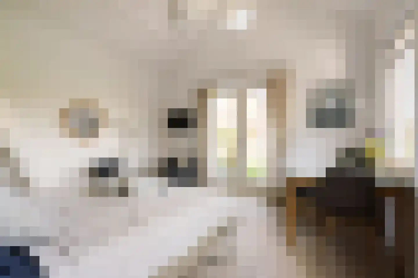 Schellingwouderdijk 331 Amsterdam thumbnail 31