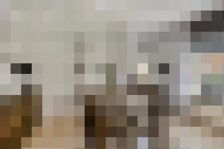 Schelp 6 IJsselmuiden thumbnail 21