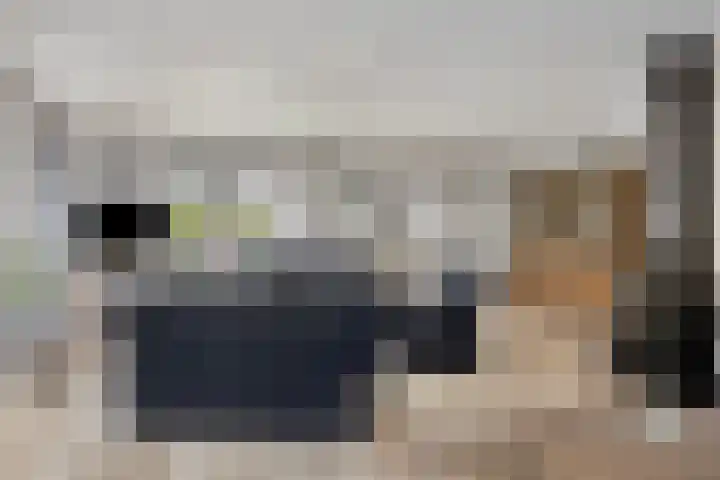 Schelp 6 IJsselmuiden thumbnail 22