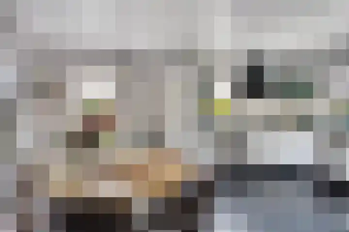 Schelp 6 IJsselmuiden thumbnail 4