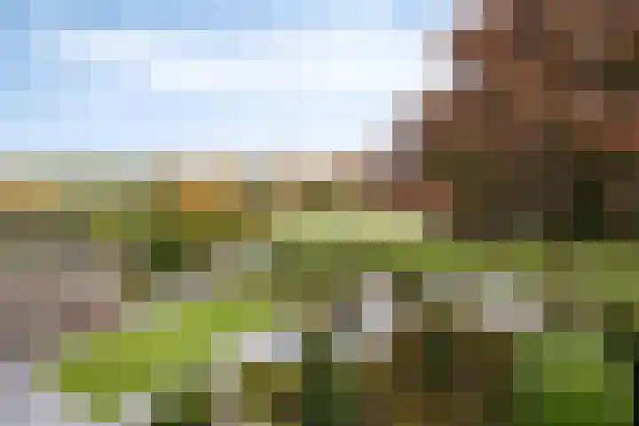 Schelp 6 IJsselmuiden thumbnail 73