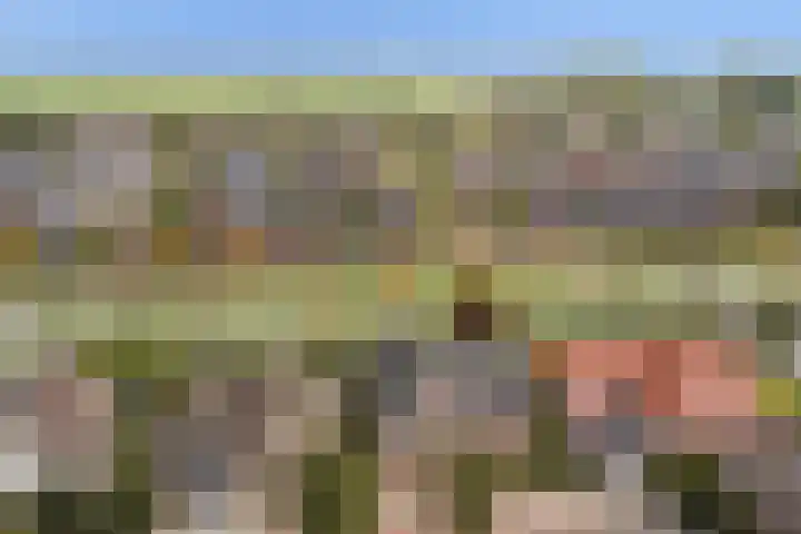 Schelp 6 IJsselmuiden thumbnail 8