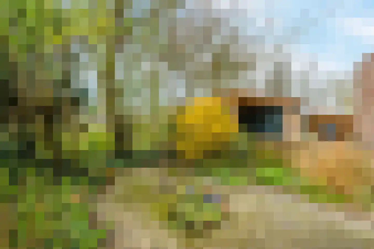 Schelp 7 Katwijk thumbnail 37