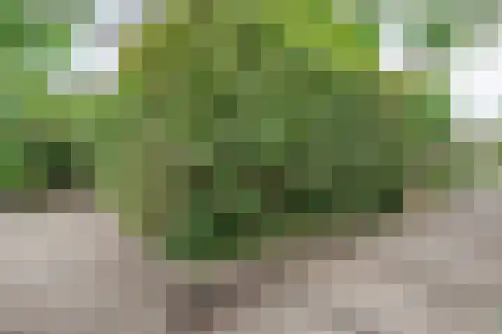 Schelpkreek 28 Zwolle thumbnail 41