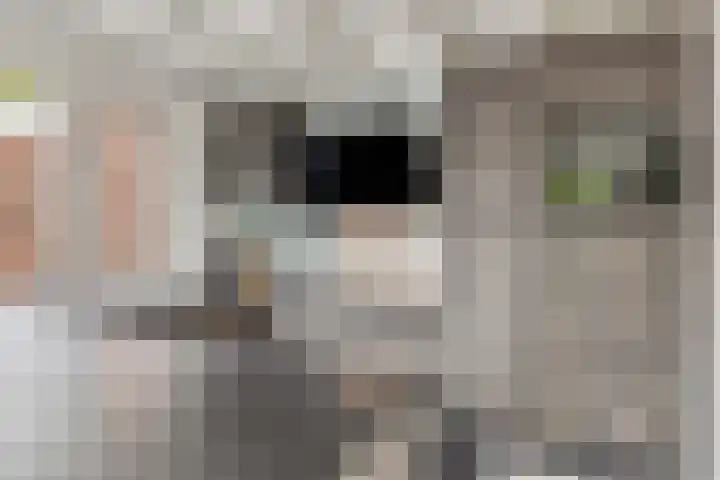 Schelpstraat 76 Halsteren thumbnail 11