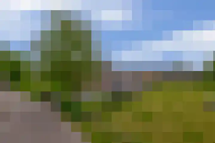 Schenkel 9 Berkenwoude thumbnail 11
