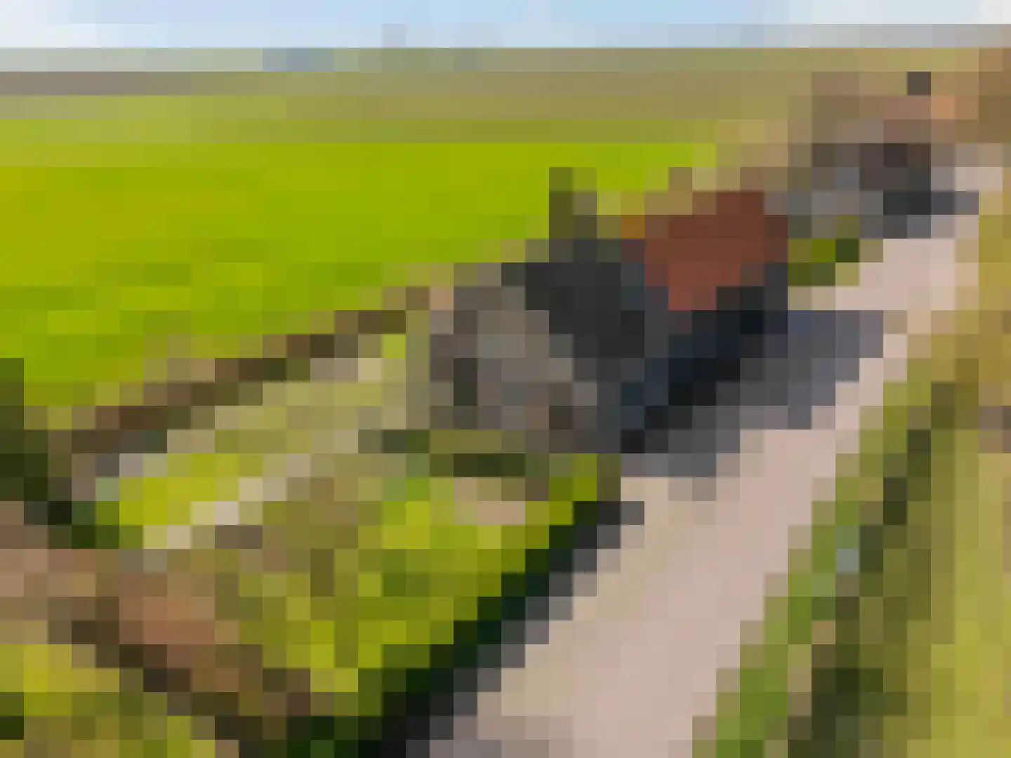 Schenkeldijk 82 Zuid-Beijerland thumbnail 4