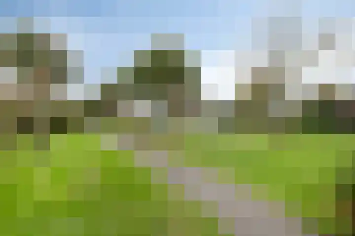 Schepen 29 Naaldwijk thumbnail 31