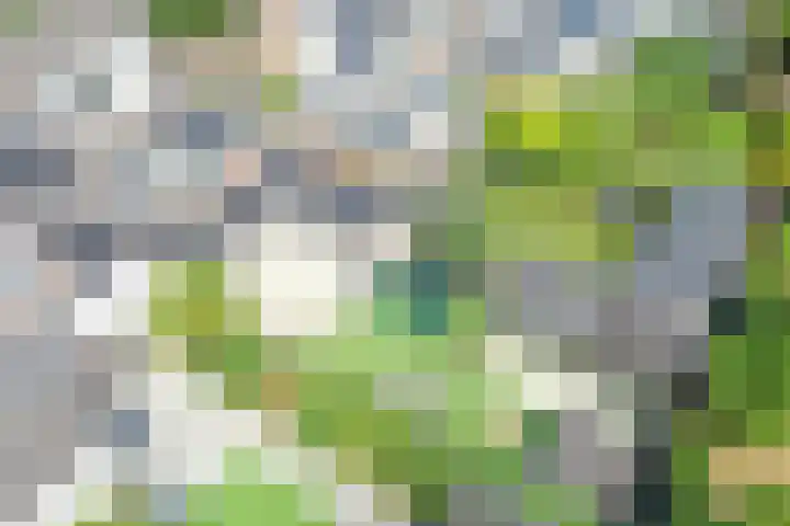Schepen 67 Naaldwijk thumbnail 36