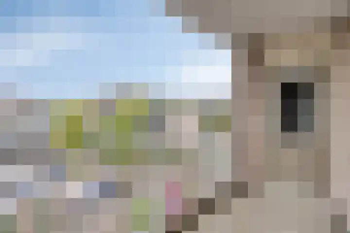 Schepen Oppenwervestraat 87 Arnhem thumbnail 4