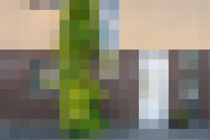 Schepenbank 4 Heeze thumbnail 5