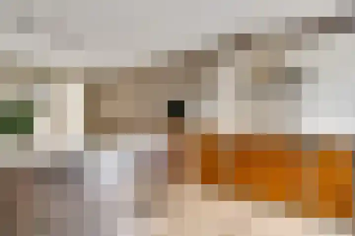 Schepenbank 55 Haelen thumbnail 15