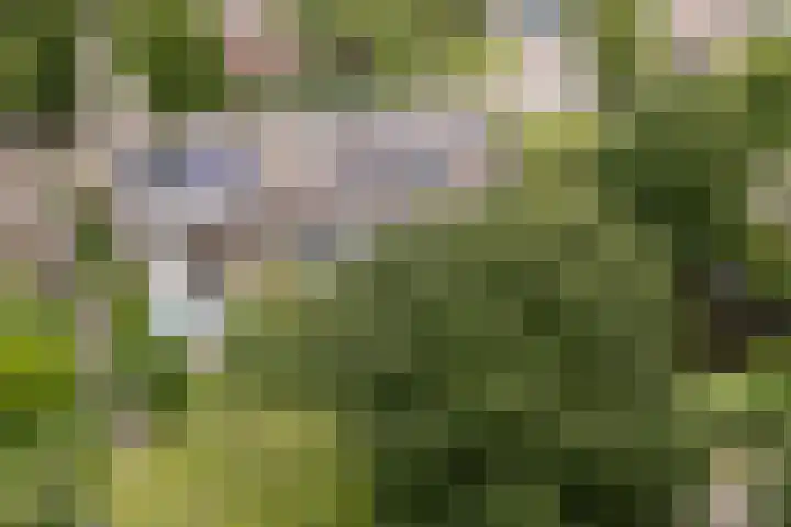 Schepenen 97 Hoorn thumbnail 4