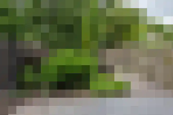Schepenen 97 Hoorn thumbnail 47