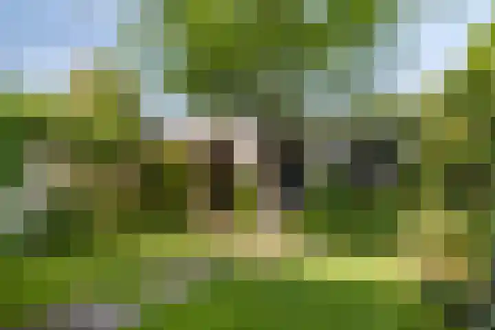 Schepenenstraat 15 Geldrop thumbnail 40