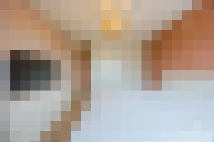 Schepenhoek 213 Uden thumbnail 24