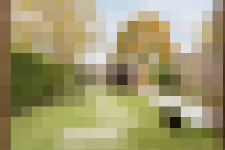 Schepenhoek 327 Uden thumbnail 40