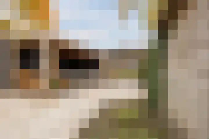 Schepenhoek 327 Uden thumbnail 47