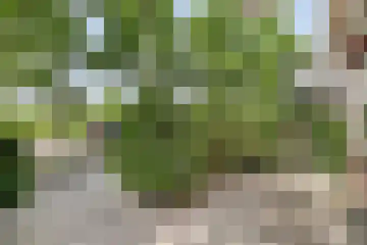 Schepenlaan 116 Zaandam thumbnail 32