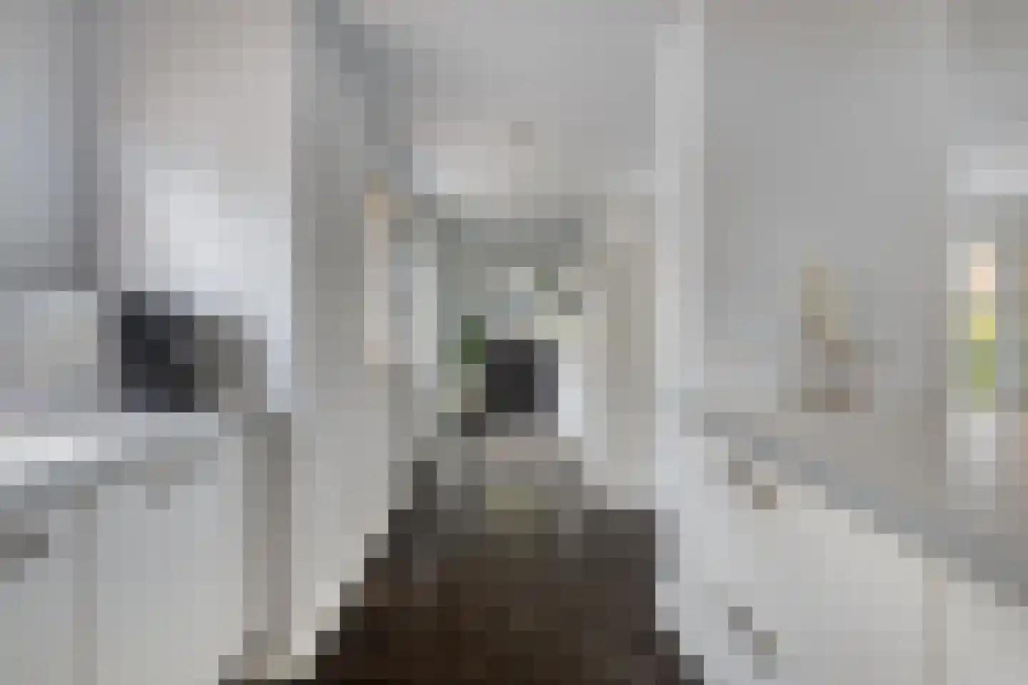 Schepenstraat 2 's-Hertogenbosch thumbnail 13