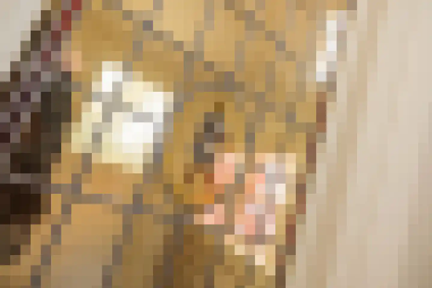 Schepenstraat 2 's-Hertogenbosch thumbnail 5