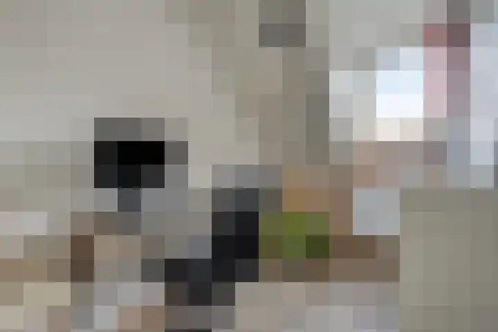 Scheperij 27 Zuidlaren thumbnail 22