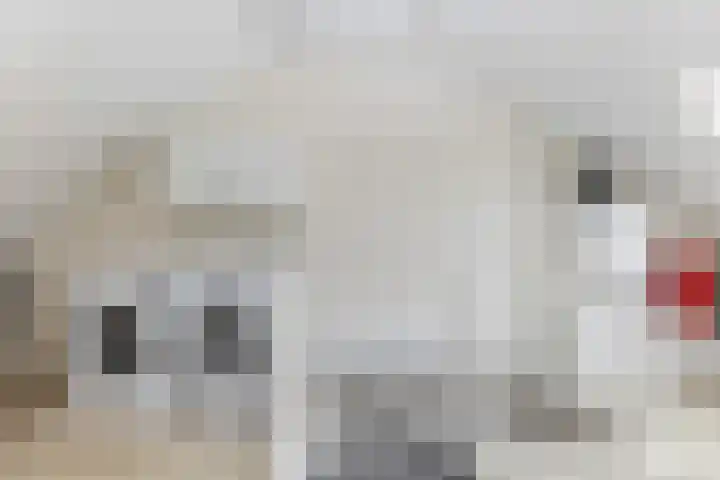 Schepersbos 1 Wezep thumbnail 30