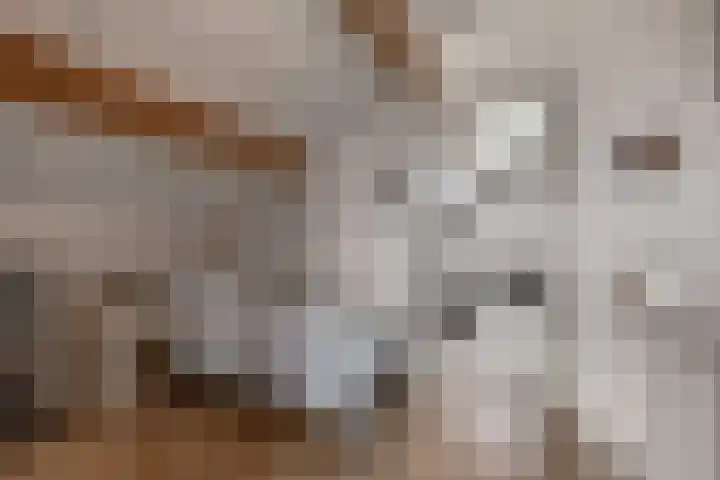 Schepsnavel 1 Franeker thumbnail 44