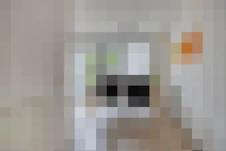 Schering 20 Oss thumbnail 12