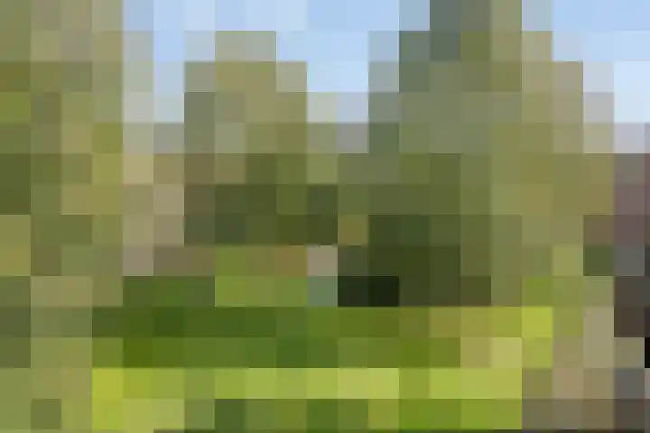 Schering 21 Wierden thumbnail 16