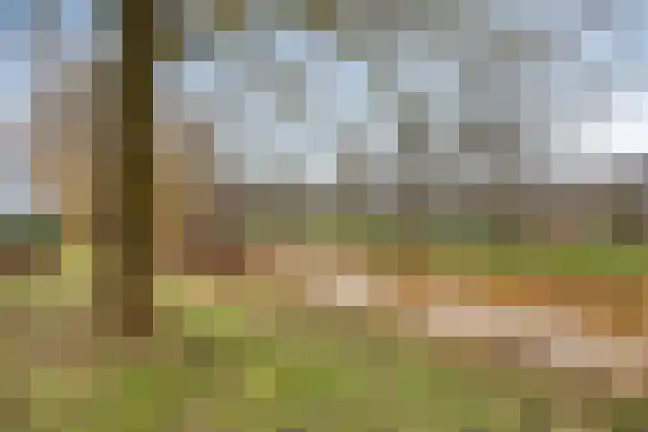 Schermbloem 23 Apeldoorn thumbnail 25