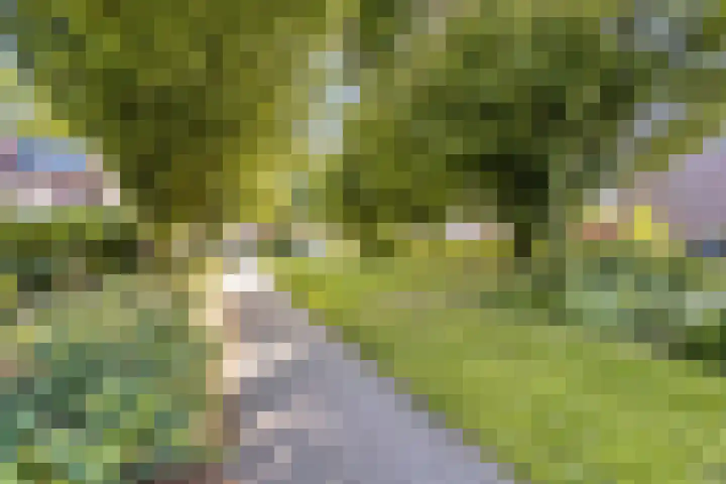 Schermbloem 39 Apeldoorn thumbnail 42