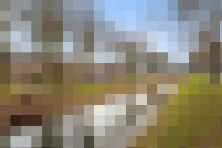 Scherpencamp 43 Houten thumbnail 81