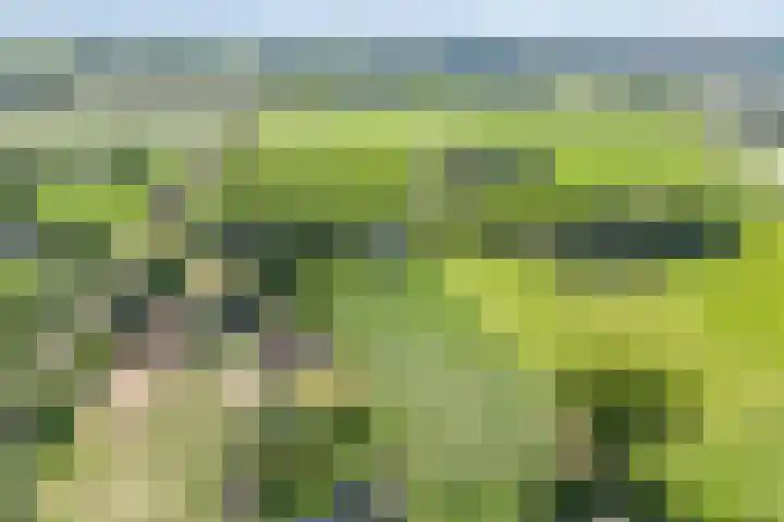 Scherpenzeelseweg 13 Wijhe thumbnail 65
