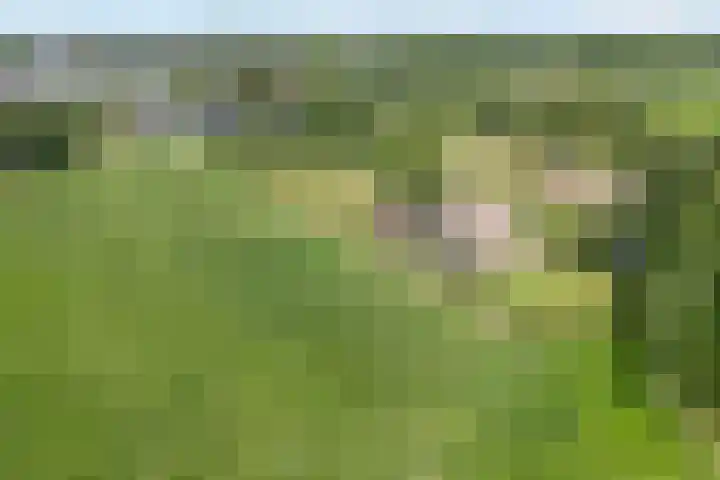 Scherpenzeelseweg 13 Wijhe thumbnail 67