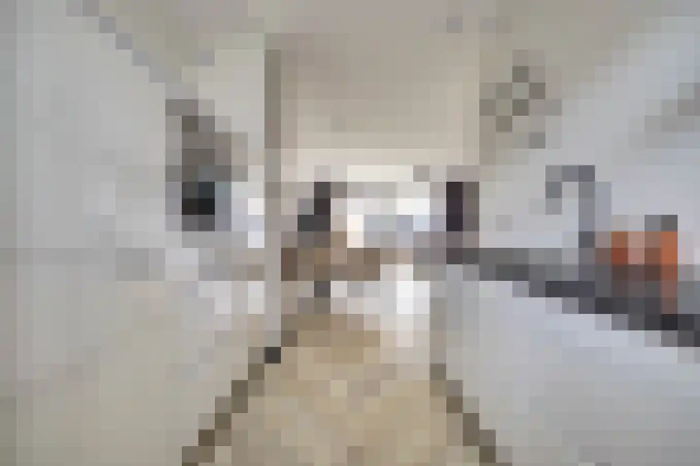 Scherpgras 59 Spijkenisse thumbnail 4