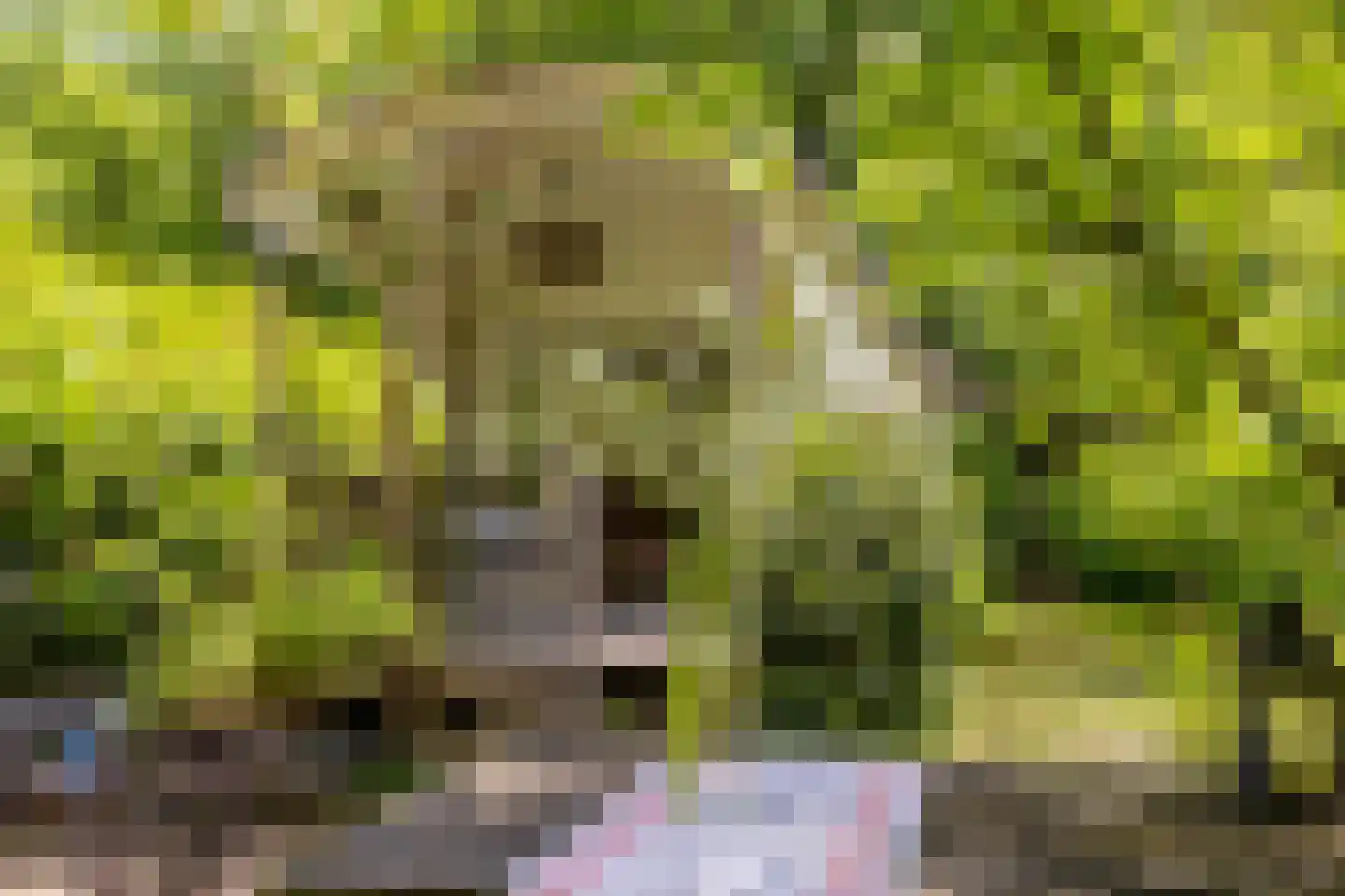 Scheurbroeksesteeg 21 a Haaren thumbnail 27