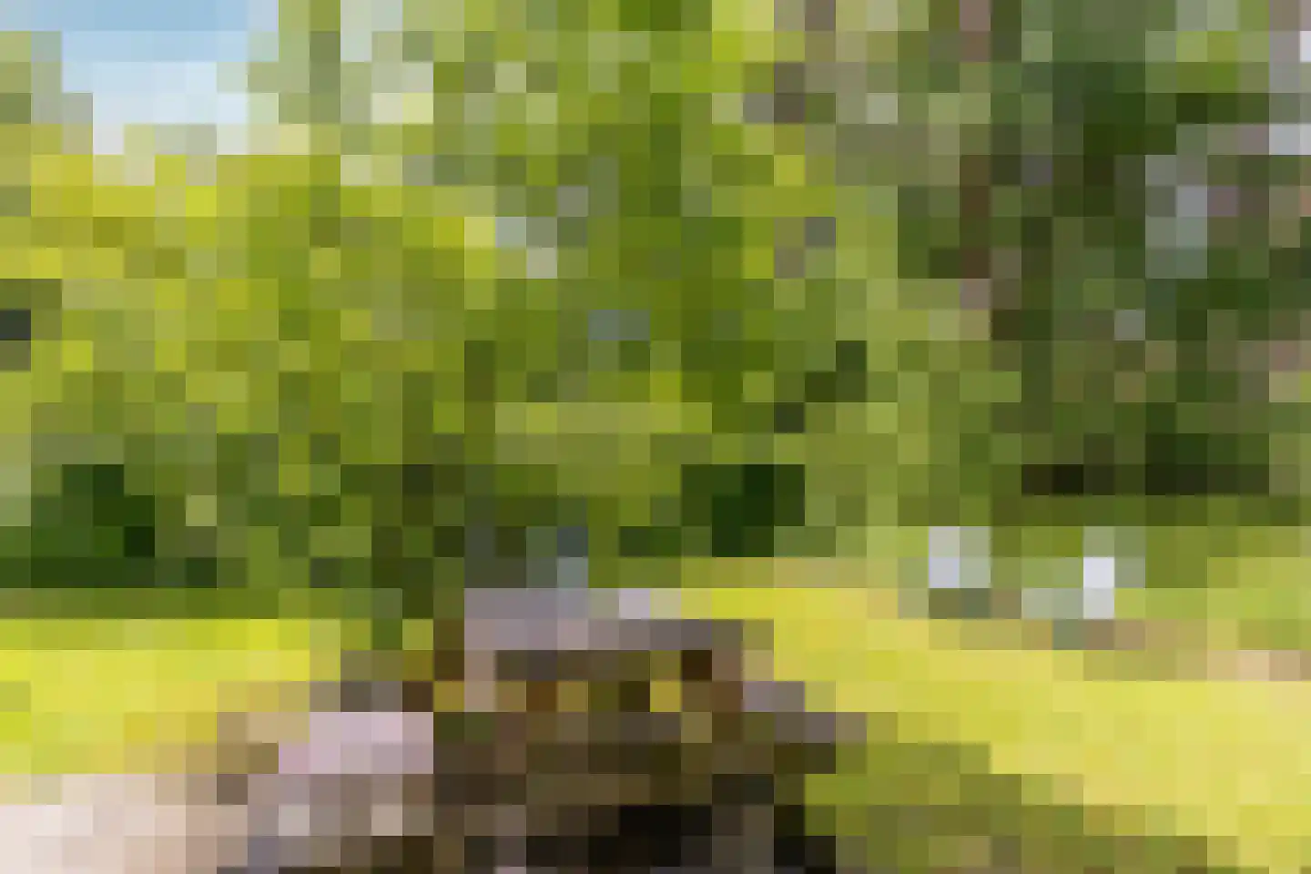 Scheurbroeksesteeg 21 a Haaren thumbnail 29