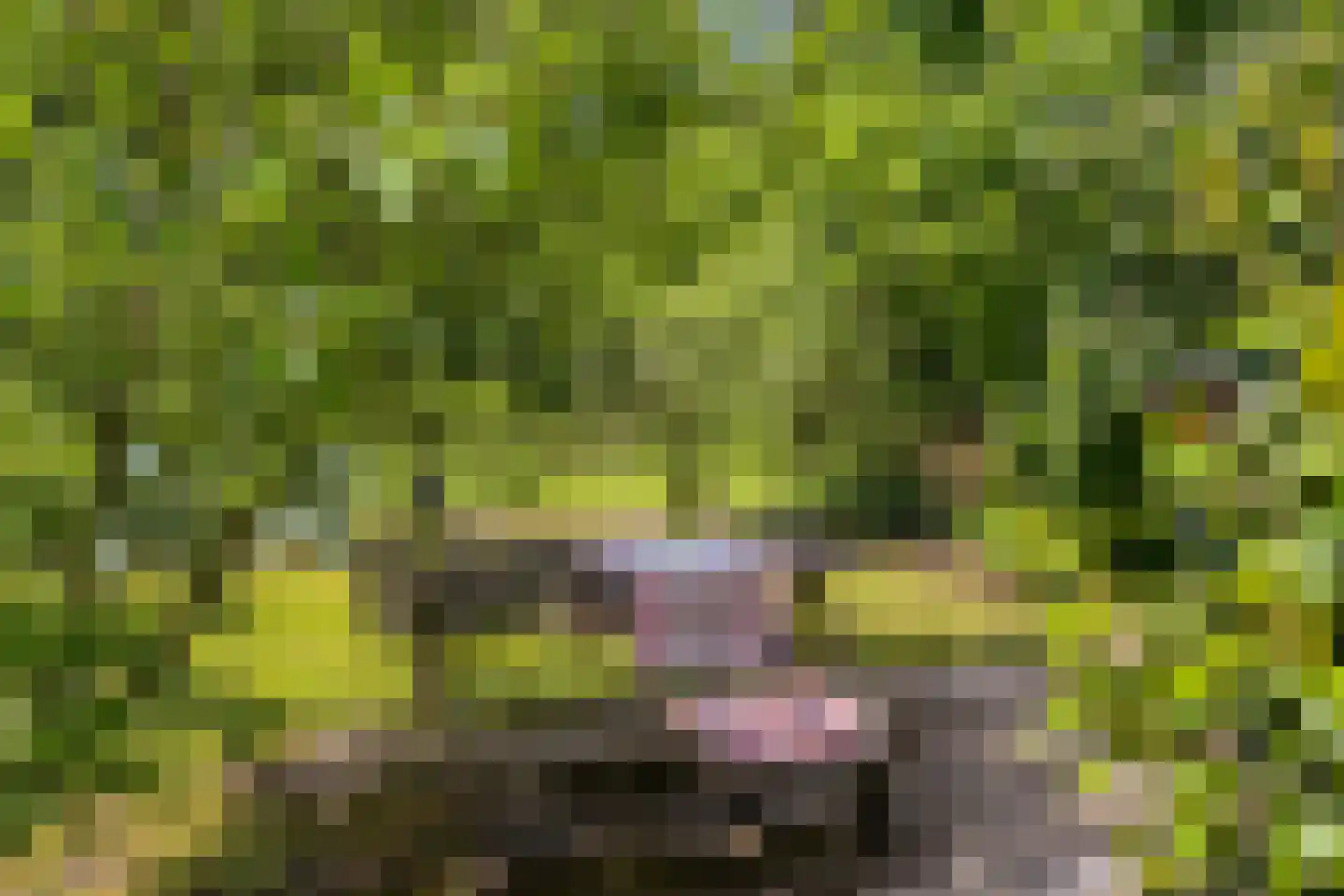 Scheurbroeksesteeg 21 a Haaren thumbnail 36