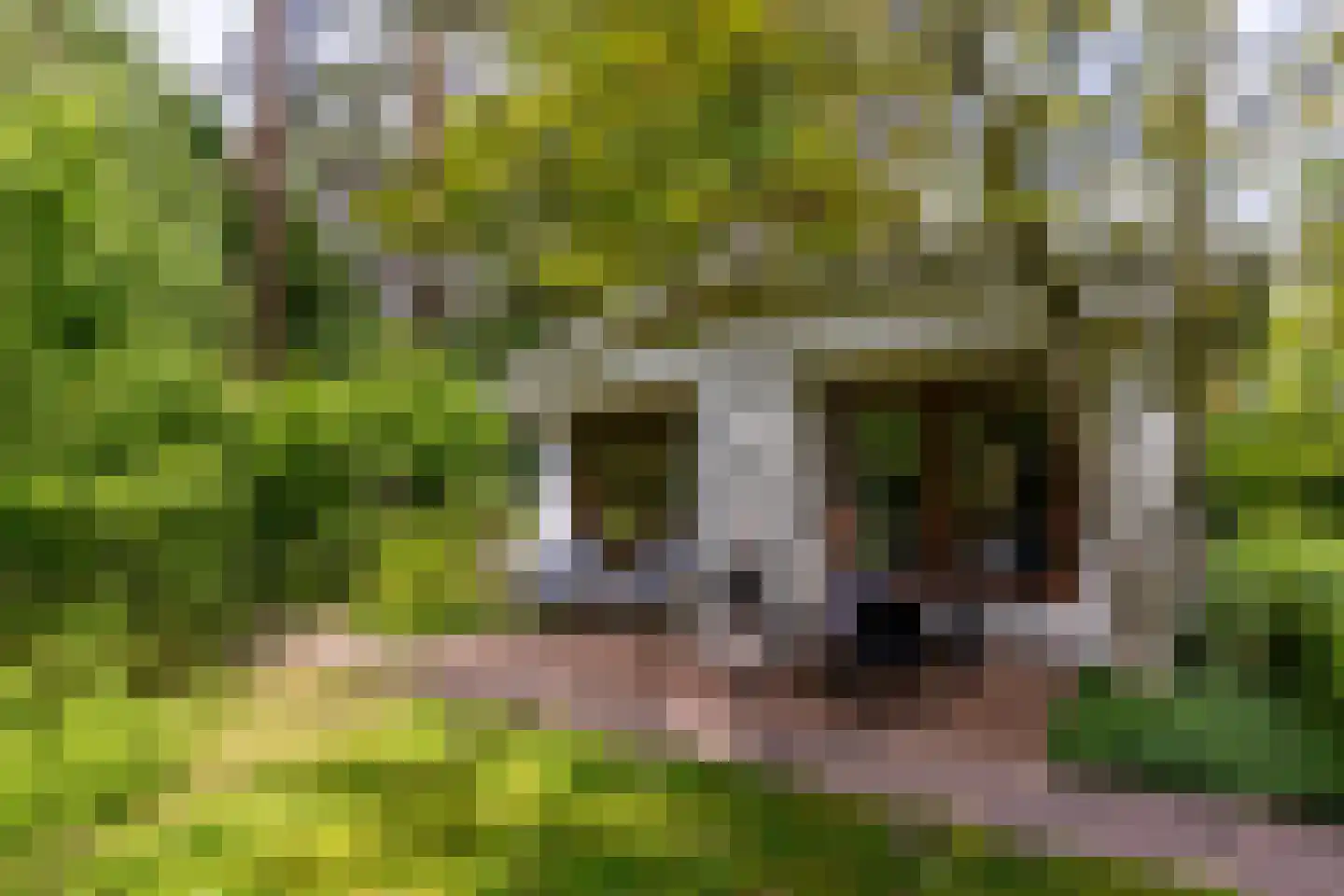 Scheurbroeksesteeg 21 Haaren thumbnail 25
