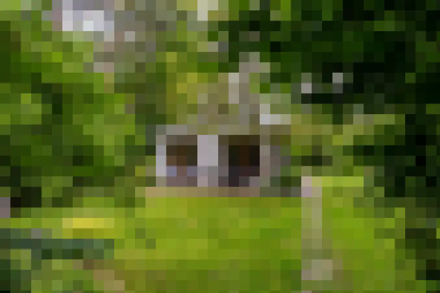 Scheurbroeksesteeg 21 Haaren thumbnail 30