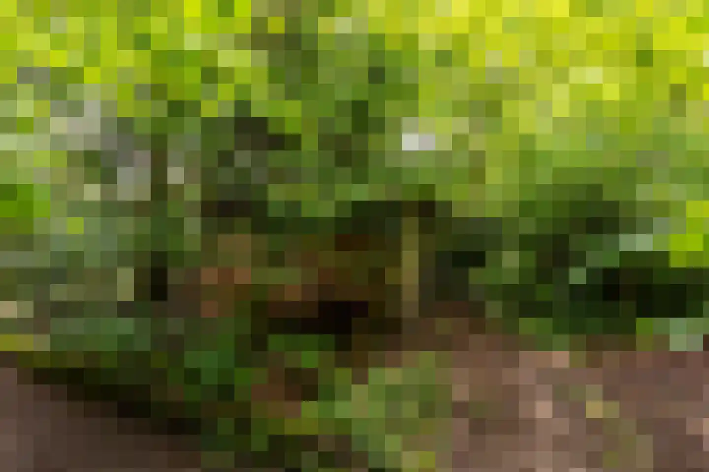 Scheurbroeksesteeg 21 Haaren thumbnail 32