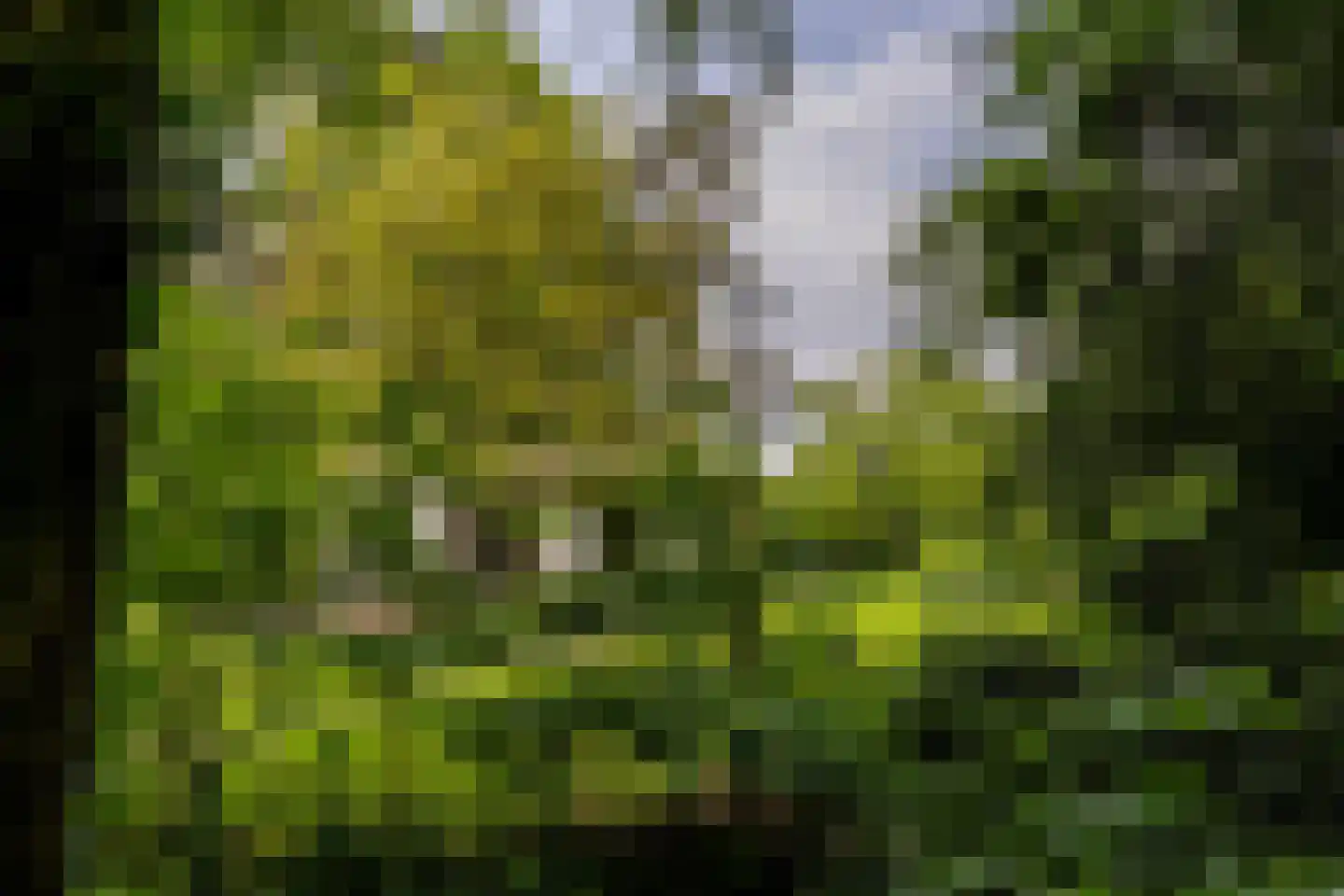 Scheurbroeksesteeg 21 Haaren thumbnail 35